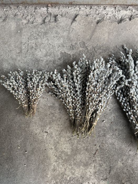 Верба оптом и в розницу