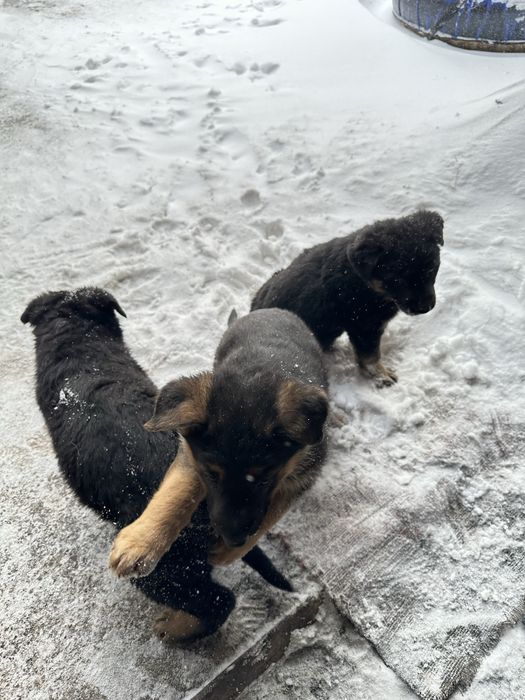 Продаем щенков немецкой овчарки