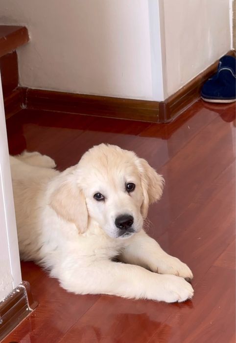 Золотистый ретривер в добрые руки!