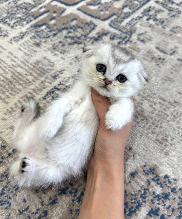котенок серебристый шиншилла