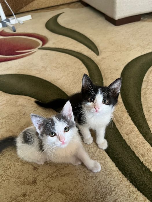 Отдам котенка в добрые руки