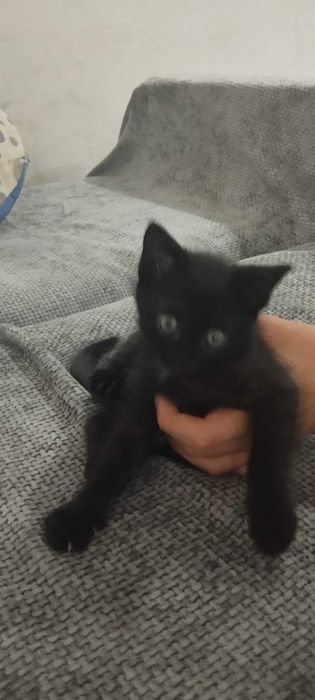 Отдам домашних котят бесплатно