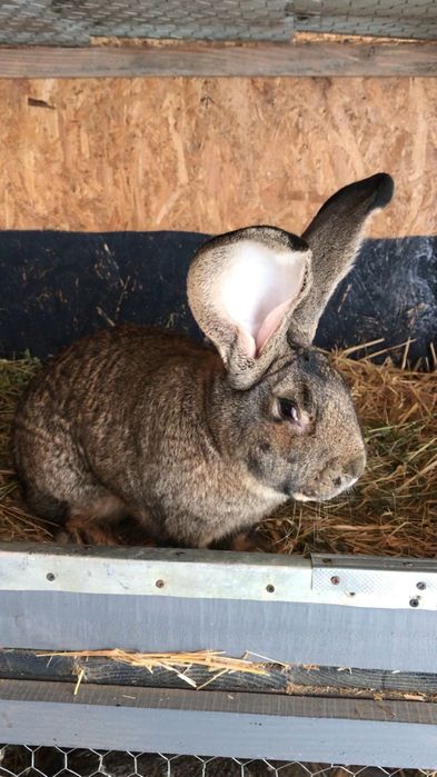 Masculi Urias German