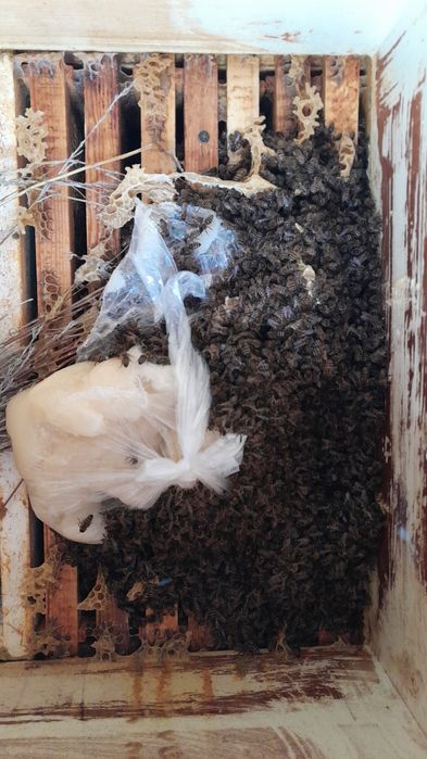 Пчёлы, пчелопакеты