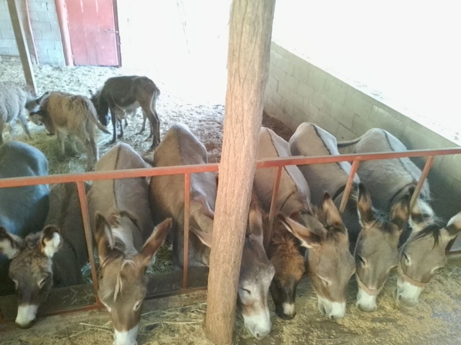 măgărițe cu pui de vanzare