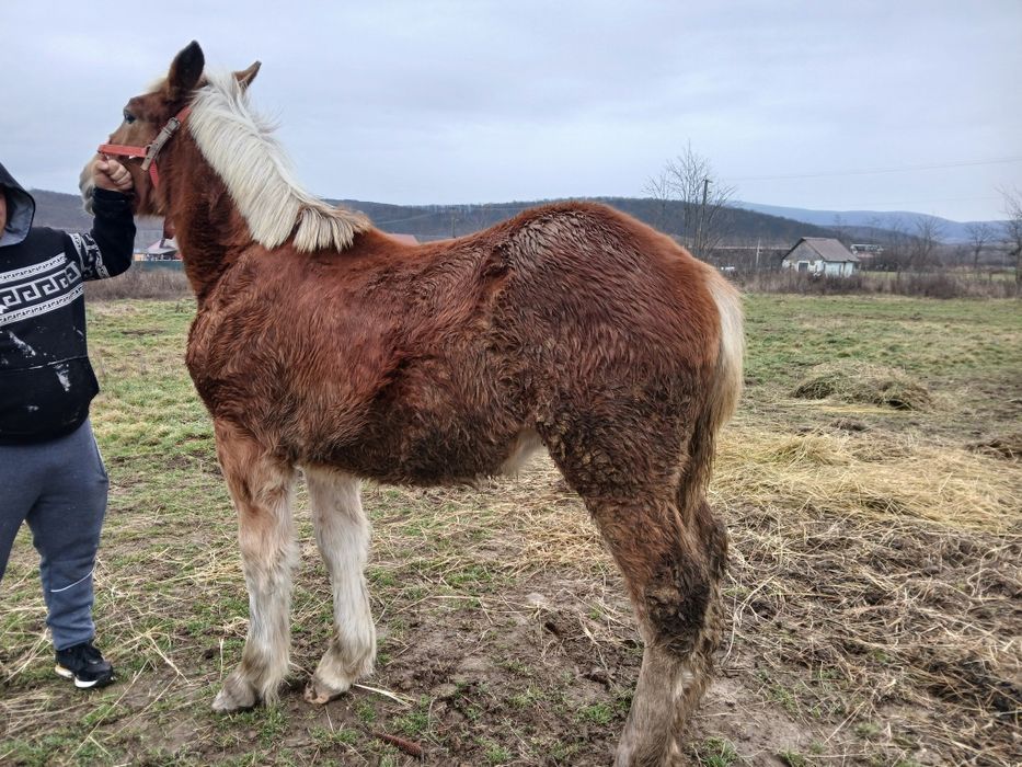 Vând manza de 7 luni