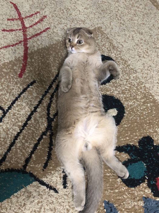 Котик чистокровный