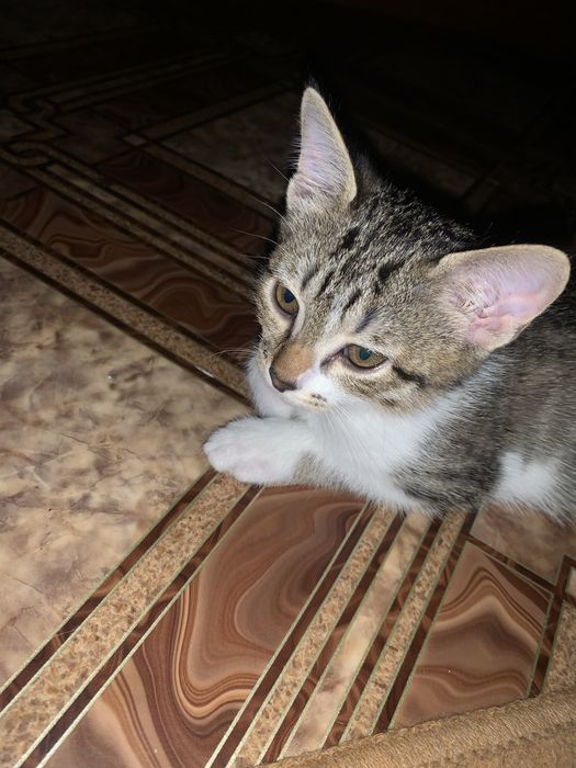 Отдам котёнка-девочку 3 месяца в добрые руки