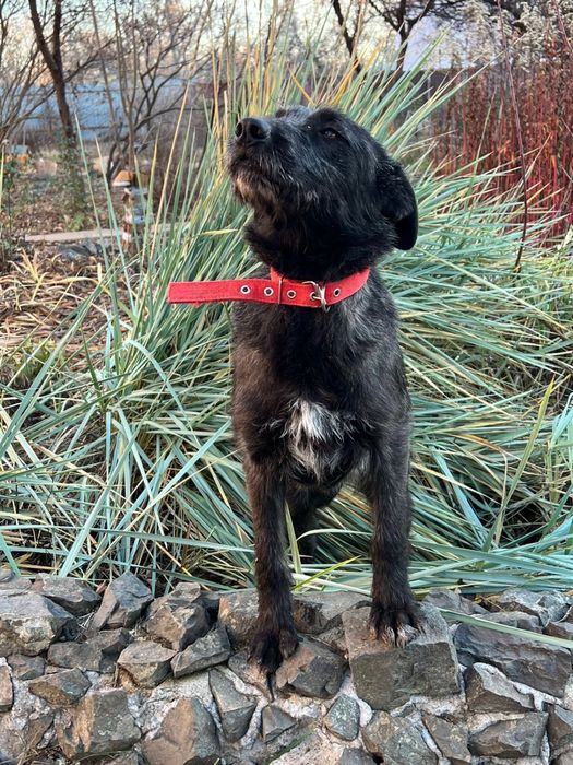 Отдам собаку в добрые руки