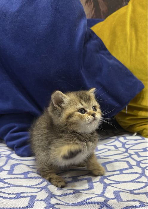 Шотланский Скоттиш Страйт!