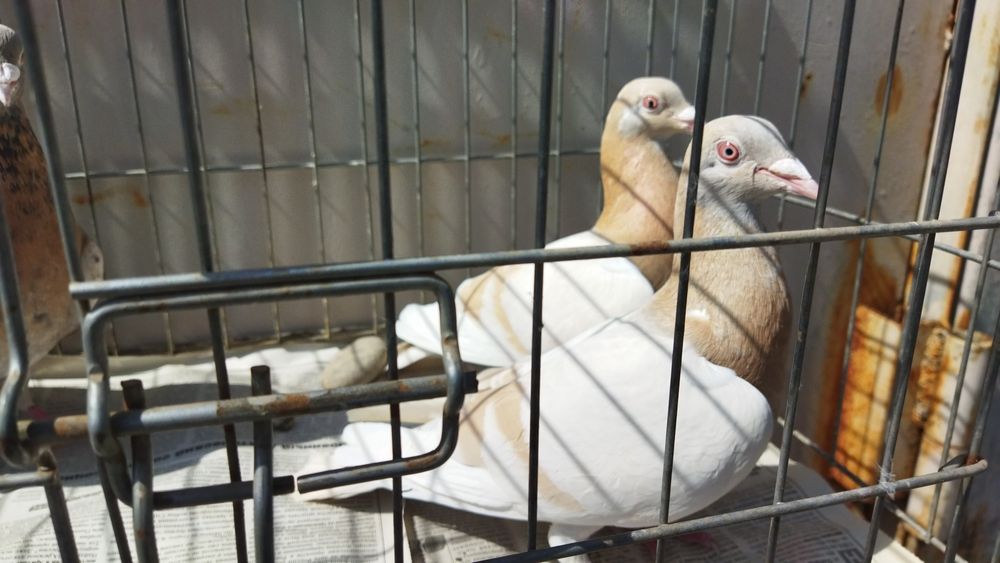 Продам почтовых чехов