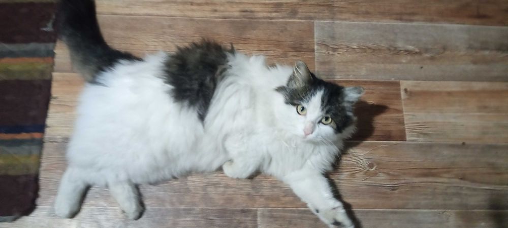 Ласковый кот ищет Дом