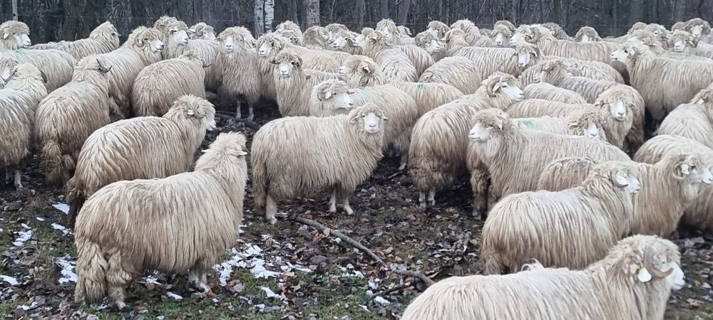 100 de oi bâle cu origine