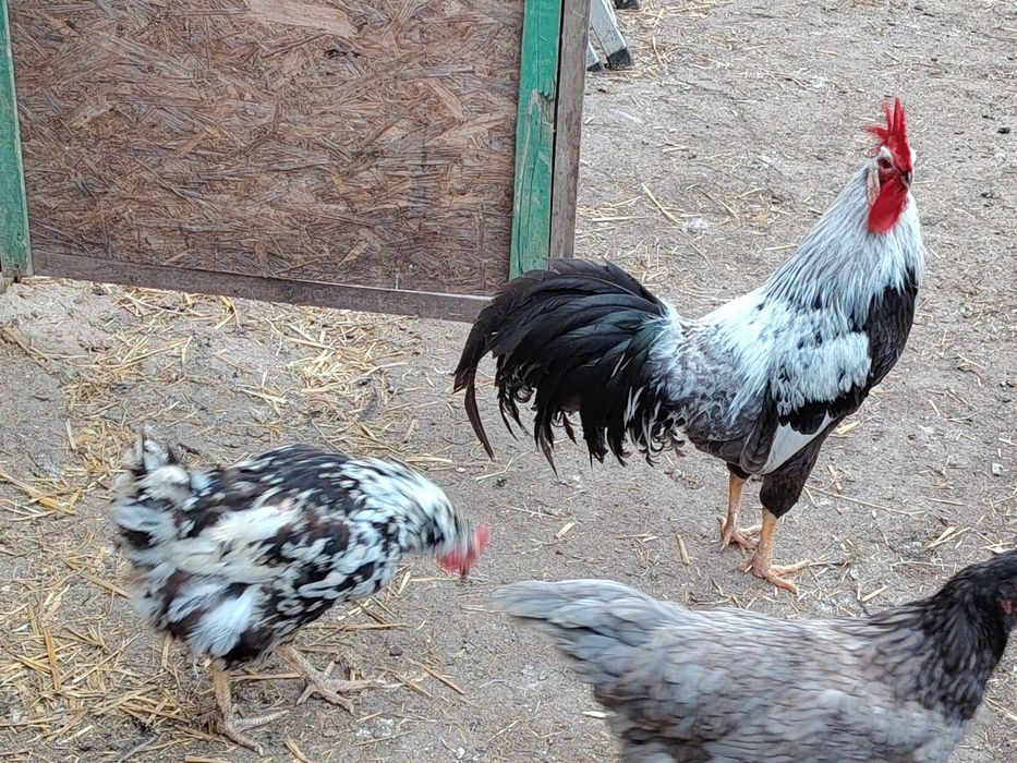 Vând cocos italian conform poze și găină Pinta pinta