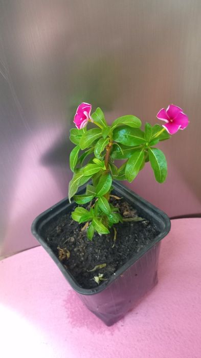 Комнатные цветы  продам.