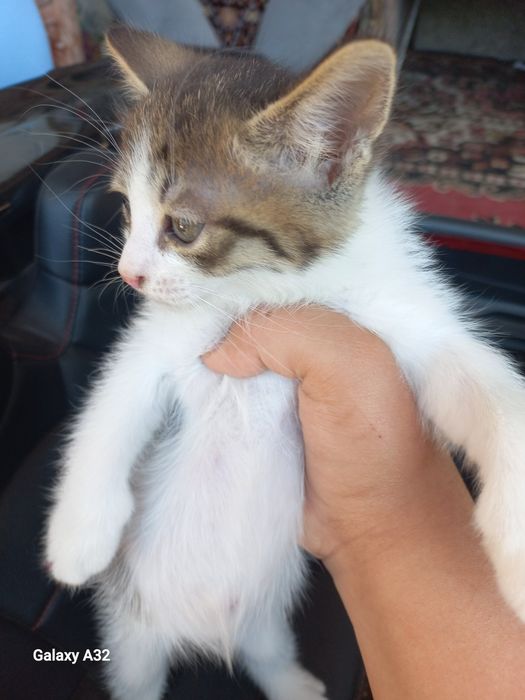 Котята даром 2 месяца