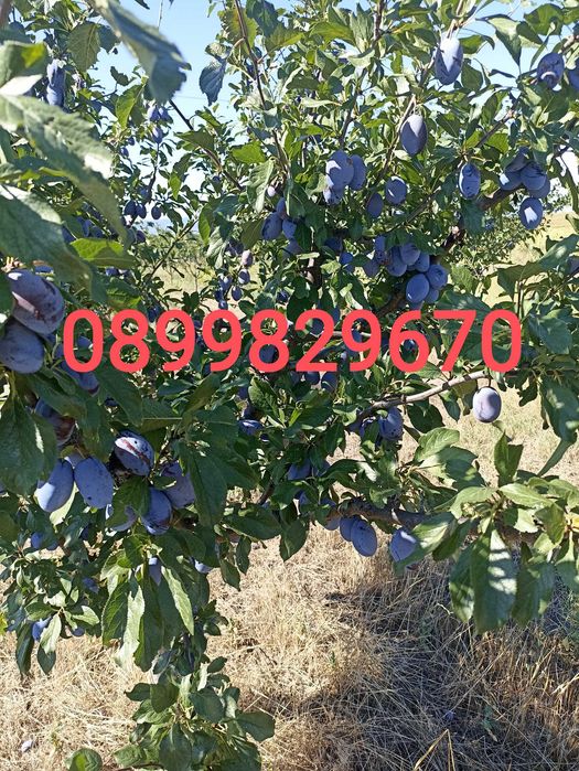 Сини сливи "Стенли" за ракия