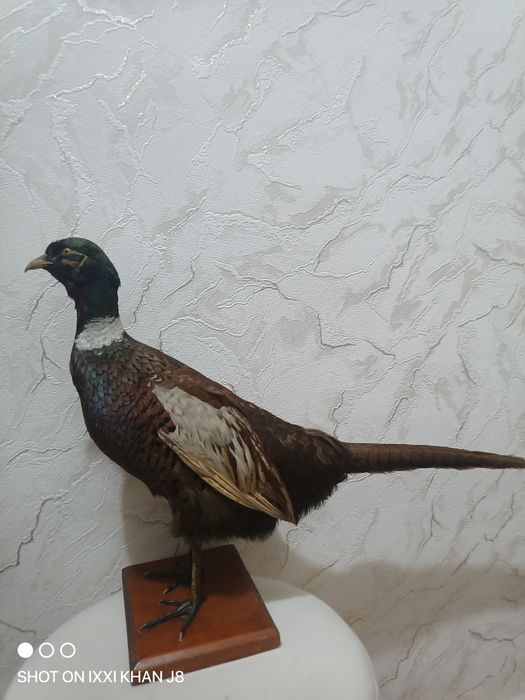 Чучело фазан.   .
