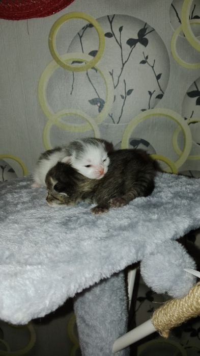Отдам в добрые руки котят!