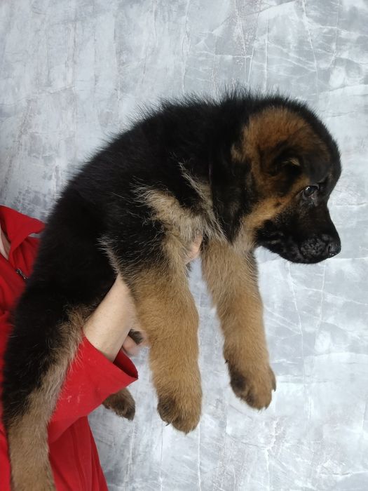 Щенки немецкой овчарки