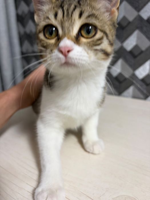 Отдам котенка в добрые руки