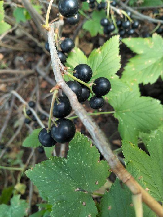 Продам ухоженную дачу