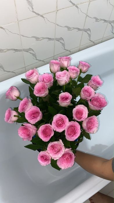 Розы 25 шт свежый