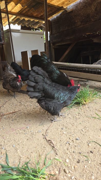 Găini australorp