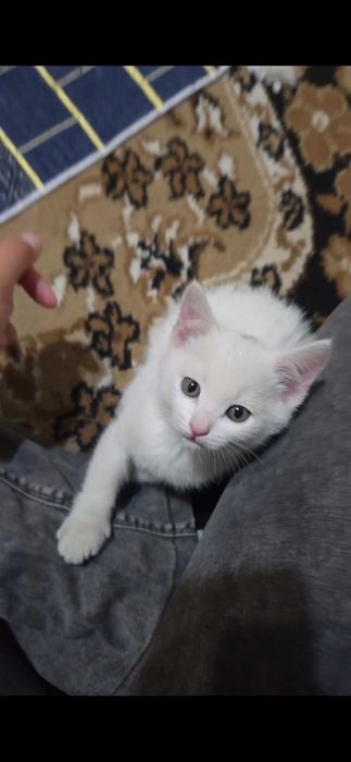 Котенок бесплатно