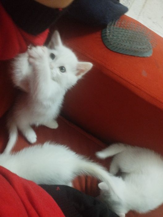 Продам котенка породистых