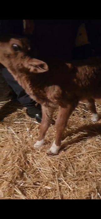 Телята . Ургашы бузаулар сатылады.