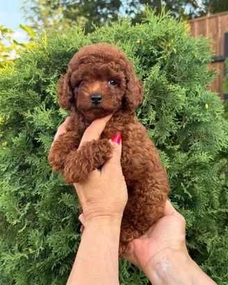Poodle Red Toy/Mini de 8 săptămâni – crescut în atmosfera familiei