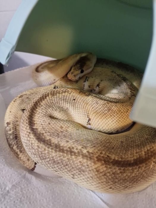 Python regius adult