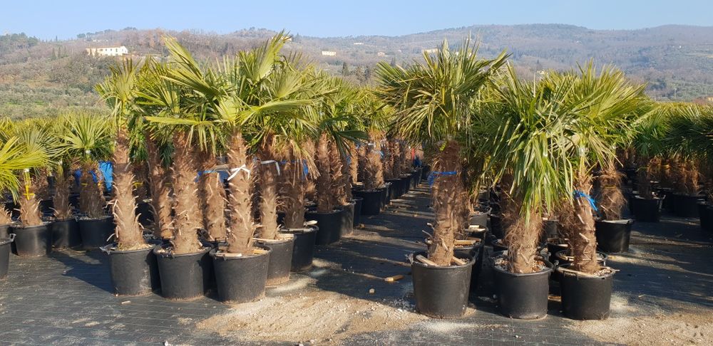 Vindem palmieri de mai multe dimensiuni la prețuri mici