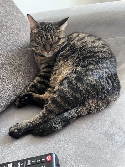 Отдаем кота в хорошие руки