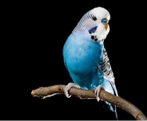 Волнистики молодые попугаи