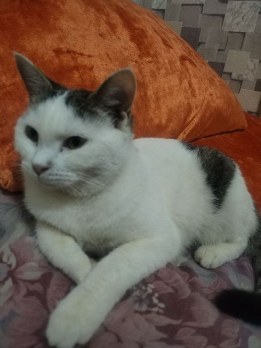 Отдадим только в добрые