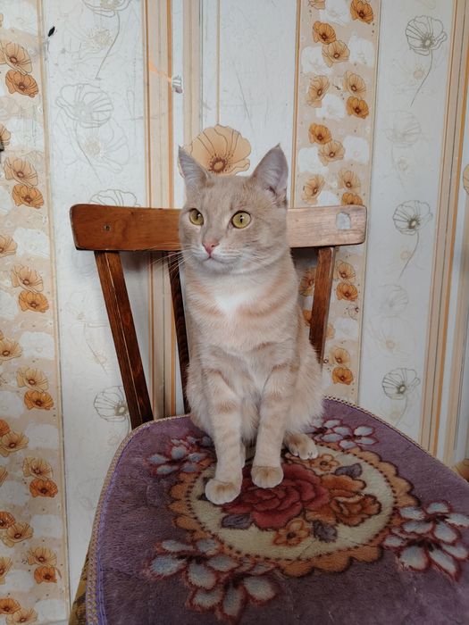 Отдам в хорошие руки