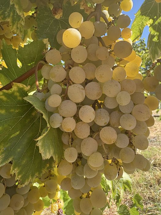 Продавам грозде кайлъшки мискет