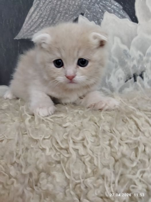 Продаются шотландские котята