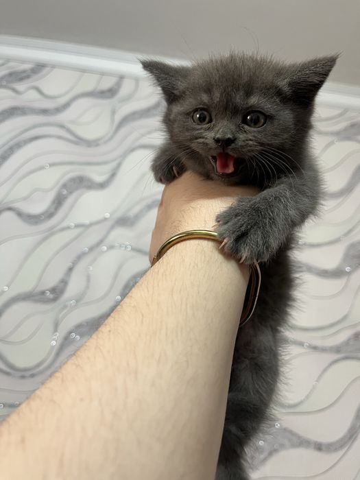 Сотилади Фергана 50