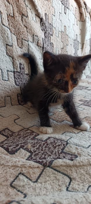 Отдам в добрые руки милых котят