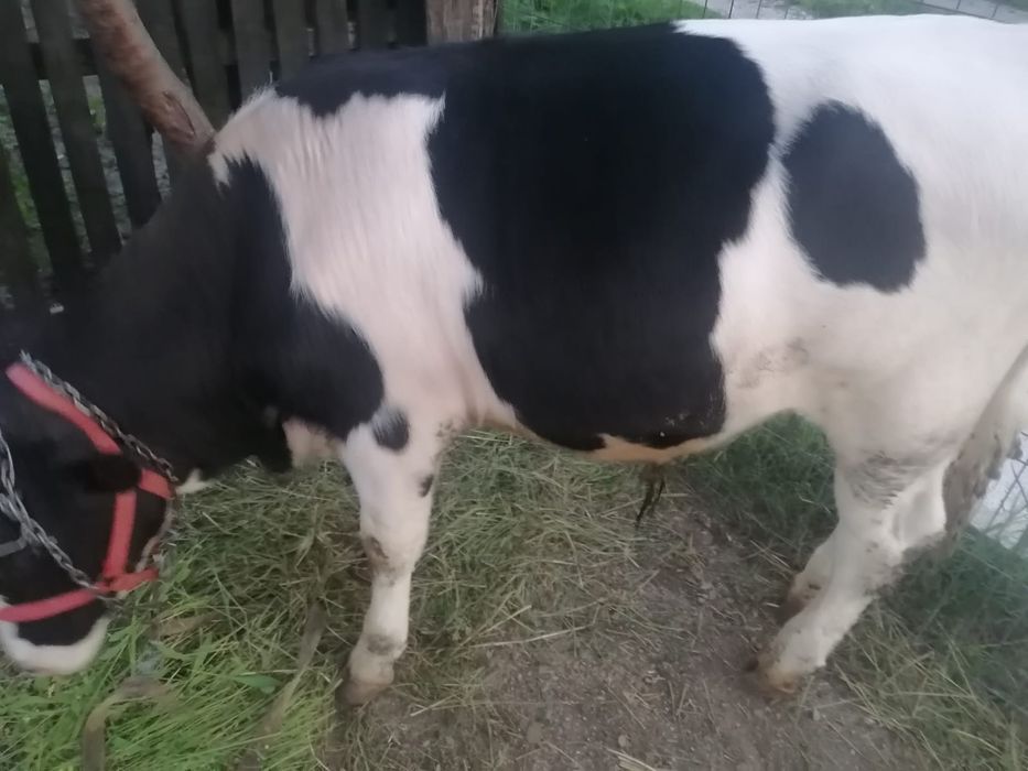 Vând junc de 10 luni