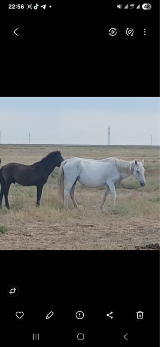 Құлынды бие сатылады