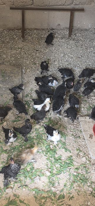 Yapon tovuqlari sotiladi