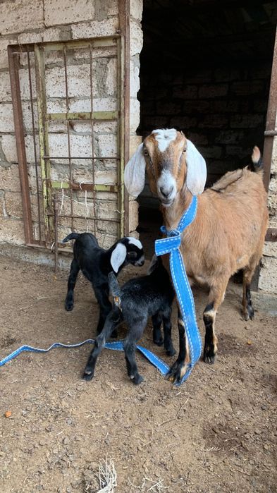 Англонубииская коза