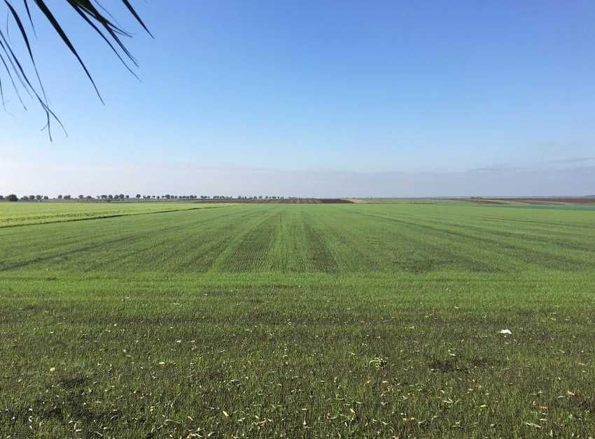 Gazon Natural Premium - Pregatire Teren si Montaj