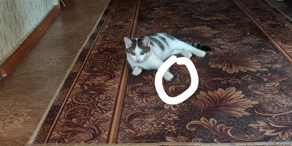 Отдам котенка в добрые руки!