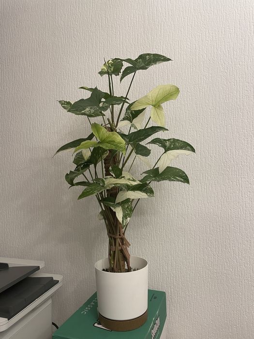 Сингониум Империал Вайт