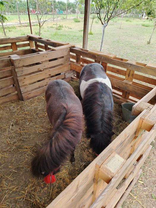Mini ponei iapa și armăsar